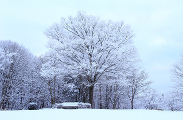 Snow covered trees in the park
