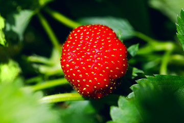 Organic ripe strawberry. Strawberry on green background. Best red strawberry background. Fresh strawberries. Appetizing and delicious beautiful strawberries.
