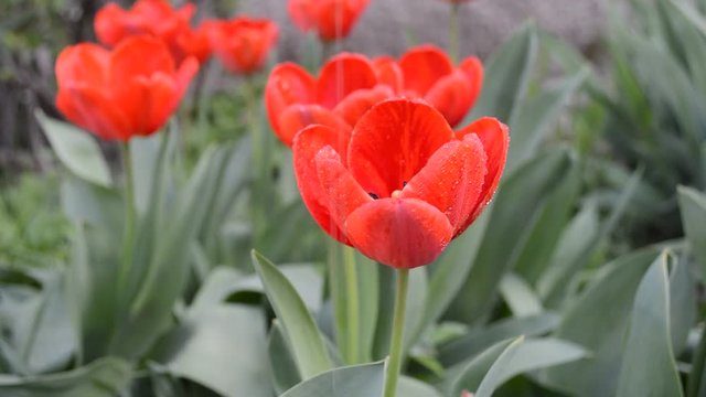 spring tulip under rain / video with flowering red tulips under spring rain