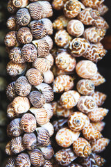 Many different types of ocean shells are combined to a beautiful decoration.