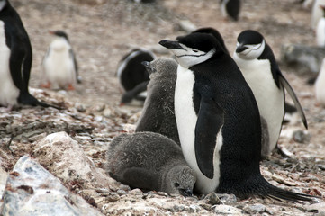 Livingston Island Antarctica, chinstrap penguin with fledglings on nest © KarinD