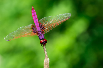 Image of crimson dropwing dragonfly(Male)/Trithemis aurora on nature background. Insect. Animal