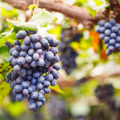 Close-up of bunches of ripe red wine grapes on vine