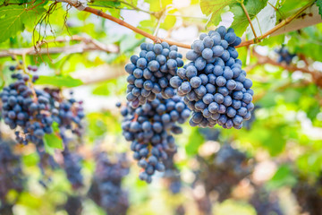 Close-up of bunches of ripe red wine grapes on vine