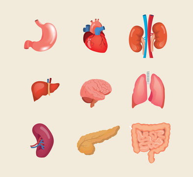 Set realistic human organs. Anatomy body, biology, structure internal organs.
