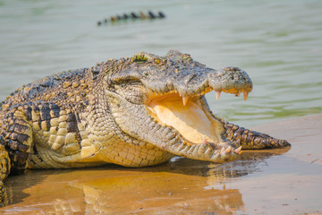 Crocodile in the farm is eating fresh food.