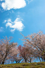 Obraz na płótnie Canvas Cherry blossom of Nagara dam in Chiba prefecture