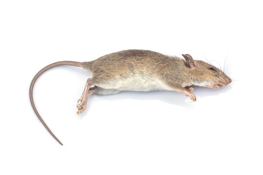 Dead rat on a white background