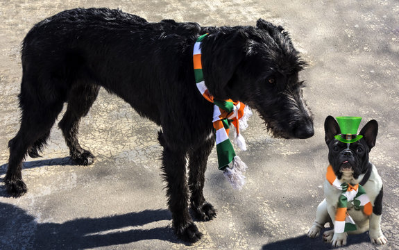 Black Irish wolfhound in an Irish flag scarf meets a French bulldog