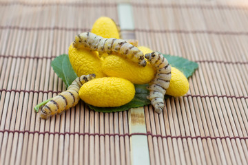 Close up Silk Cocoons with Silk Worm