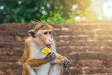 Adult monkey in Sri Lanka forest