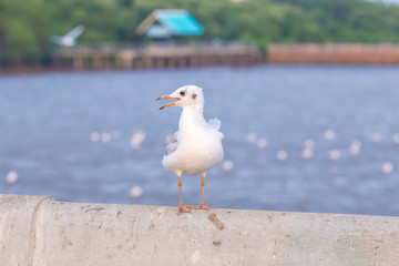Seagull standing on a bridge,