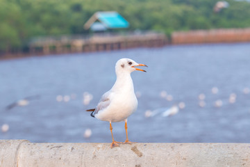 Seagull standing on a bridge, background, flocks of seagulls flying.