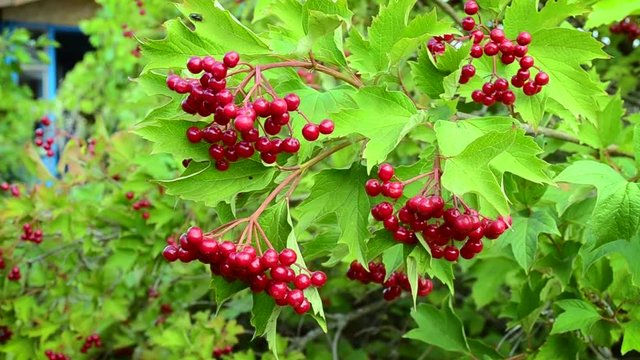 Juicy red arrowwood berries swaying in breeze on a summer day on background of lush green foliage