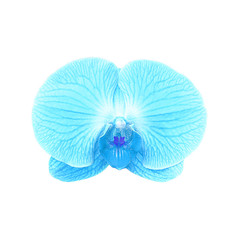  orchid  isolated on white