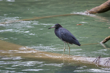 Heron on the river in Belize