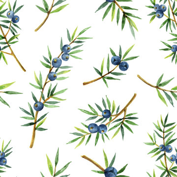 Watercolor seamless pattern of plants juniper isolated on white background.