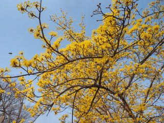 Cornus officinalis flowers on the tree