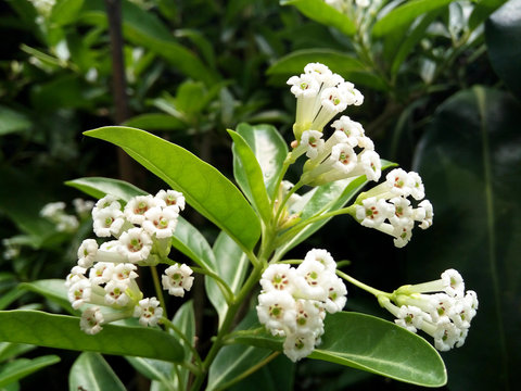Cestrum diurnum is White flower. Fragrant and Flowering whole year Popular as ornamental plant