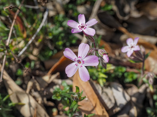 Small pink flowers in the garden
