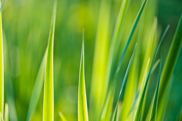 Spring or summer background with green grass