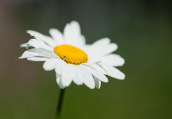 Obraz premium beautiful Daisy