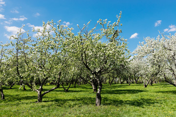Fototapeta na wymiar Beautiful blooming of decorative white apple and fruit trees .
