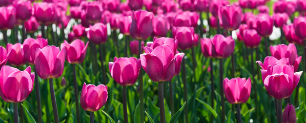 beautiful pink tulips