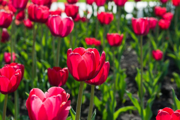 beautiful pink tulips