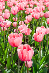 beautiful pink tulips