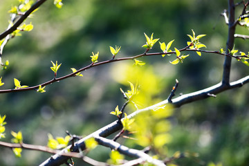 young foliage on twig