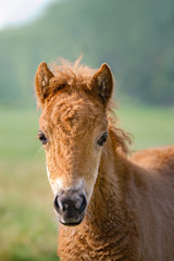 A chestnut colored Shetland pony foal portrait