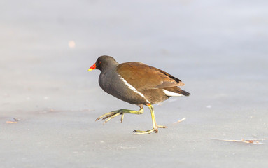 Common moorhen (swamp chicken) on ice