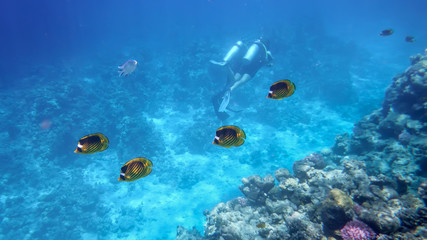 Fototapeta na wymiar underwater world of the Red Sea, butterfly fish, corals, underwater divers diving in the background