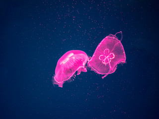 Fototapeta premium Grupa meduz księżycowych pływa pod wodą z miękką bioluminescencją