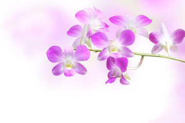 Blurred background with flowers of orchid