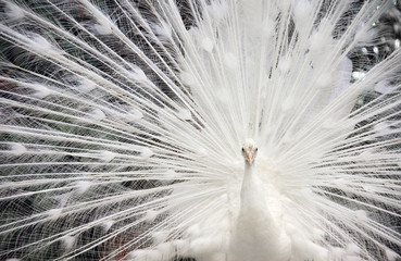 Naklejka premium Close-up of white male peacock