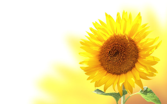 Horizontal banner with sunflower