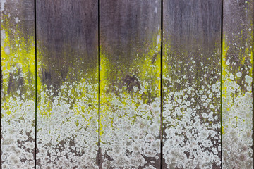 Close-up of an old moldy wooden board wall with lichen for texture background.