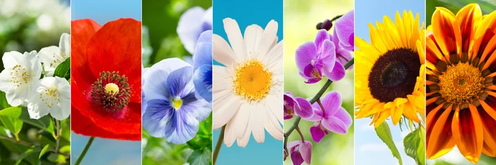 Photo sur Plexiglas Pansies collage of  summer flowers