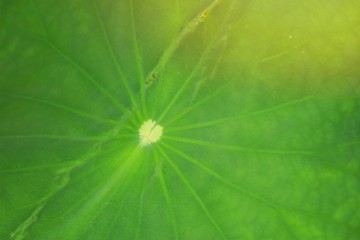 Lotus leaf in nature