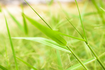 Gree grass with blur background