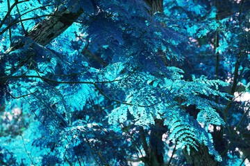 Blue tropical leaf forest background. High contrast.
