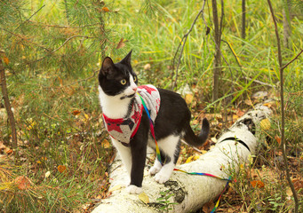 A domestic cat in clothes, walks along a birch log in an autumn forest.
