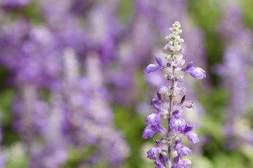 salvia flower in tropical