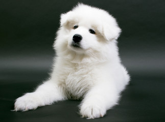 puppies of Samoed dog