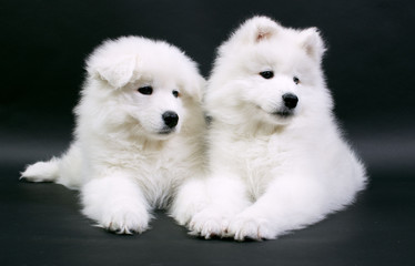 puppies of Samoed dog