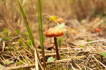 Many small mushrooms grow in dry grass.  Autumn forest.