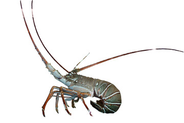 marine arthropod lobster-isolated on white background