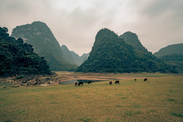 cattle graze in rural vietnam